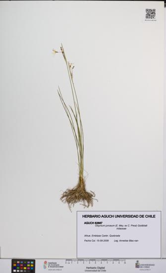 Olsynium junceum [Espécimen: UCH:AGUCH:0062687]