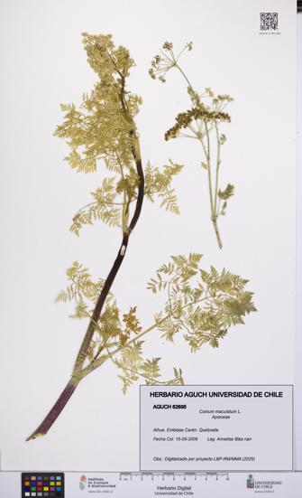 Conium maculatum [Espécimen: UCH:AGUCH:0062695]