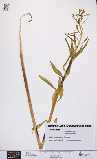 Alstroemeria ligtu [Espécimen: UCH:AGUCH:0062705]