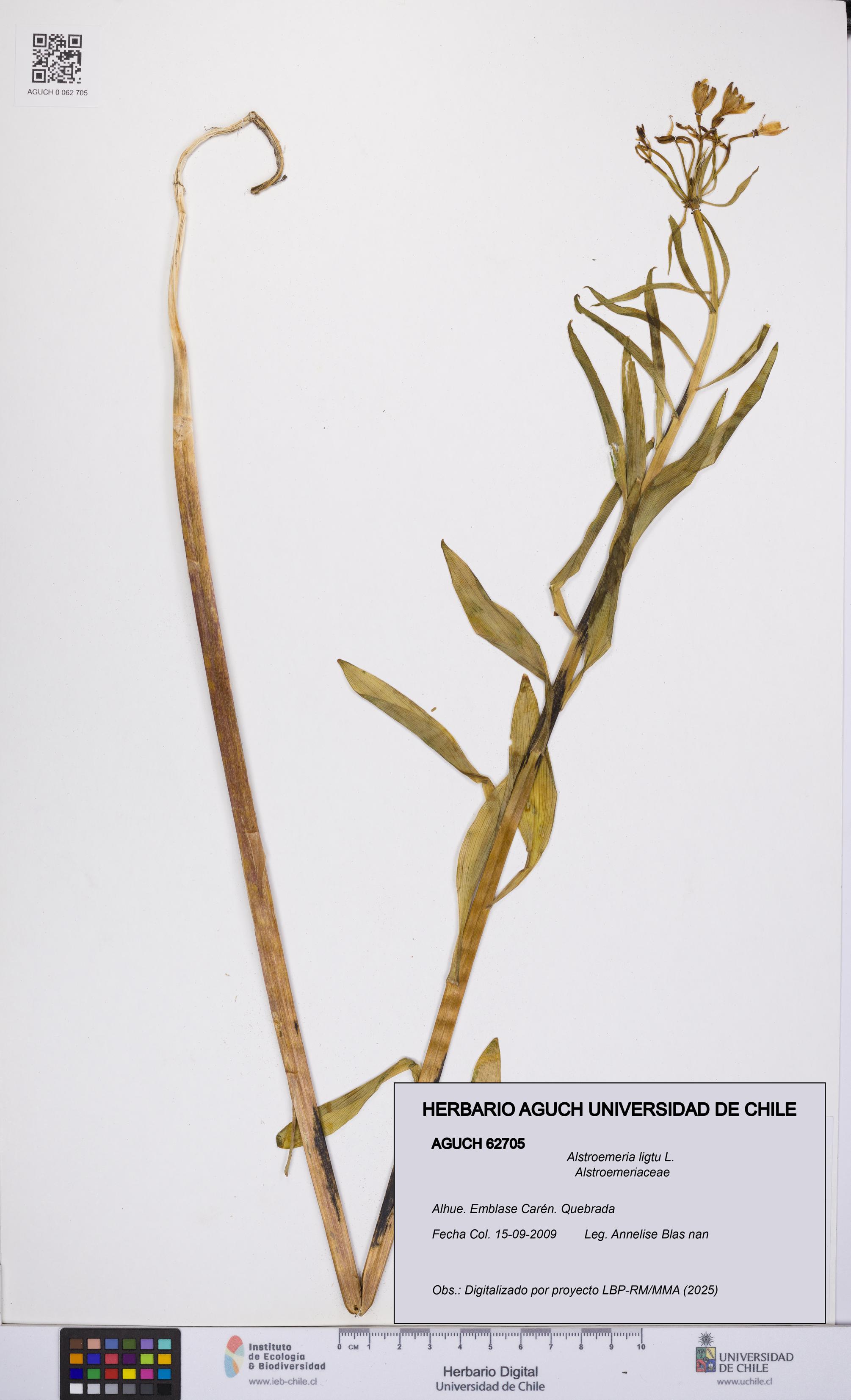 Alstroemeria ligtu [Espécimen: UCH:AGUCH:0062705]