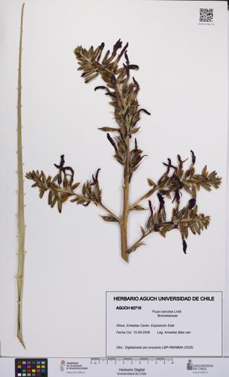 Puya coerulea [Espécimen: UCH:AGUCH:0062715]