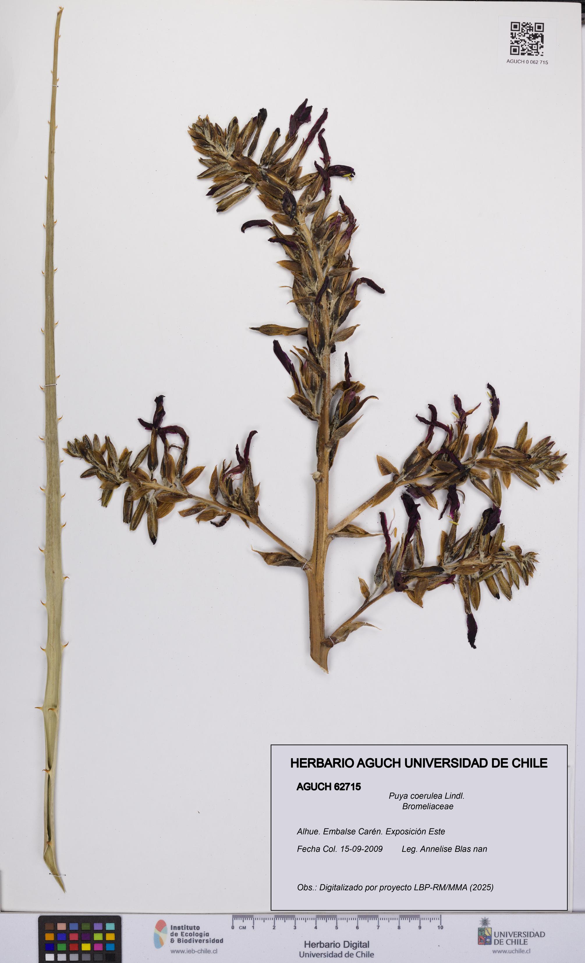 Puya coerulea [Espécimen: UCH:AGUCH:0062715]