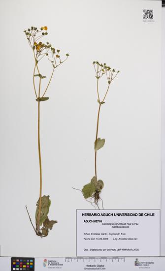 Calceolaria corymbosa [Espécimen: UCH:AGUCH:0062716]