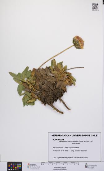 Haplopappus macrocephalus [Espécimen: UCH:AGUCH:0062718]