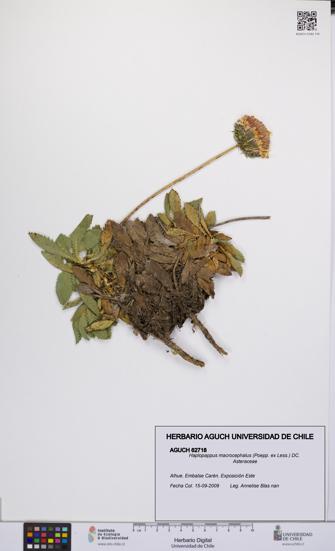 Haplopappus macrocephalus [Espécimen: UCH:AGUCH:0062718]