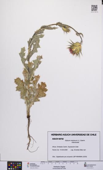 Silybum marianum [Espécimen: UCH:AGUCH:0062722]