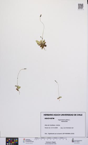 Hypochaeris glabra [Espécimen: UCH:AGUCH:0062736]