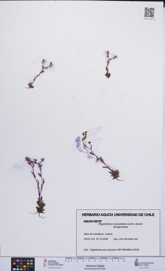 Plagiobothrys myosotoides [Espécimen: UCH:AGUCH:0062737]