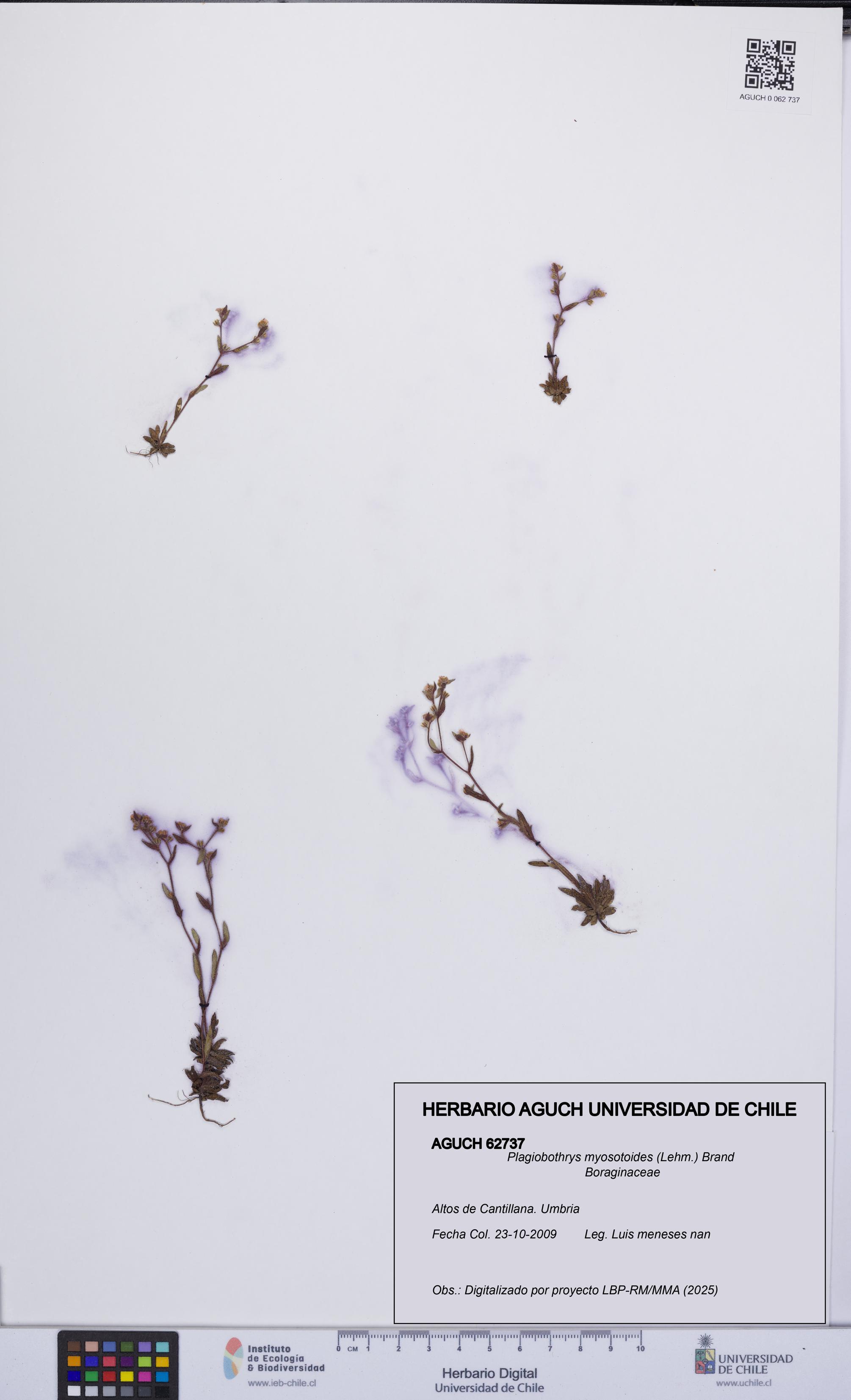 Plagiobothrys myosotoides [Espécimen: UCH:AGUCH:0062737]