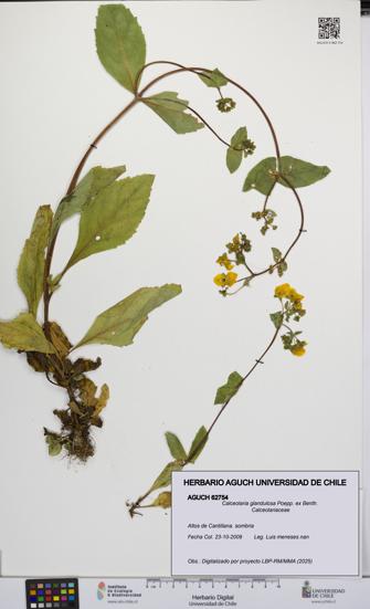 Calceolaria glandulosa [Espécimen: UCH:AGUCH:0062754]