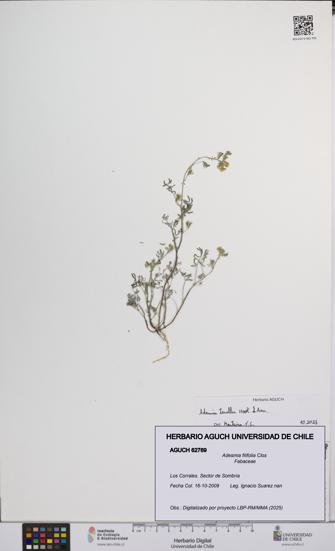 Adesmia filifolia [Espécimen: UCH:AGUCH:0062769]