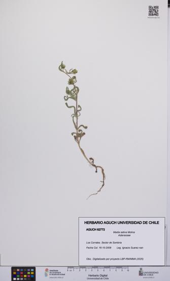Madia sativa [Espécimen: UCH:AGUCH:0062772]
