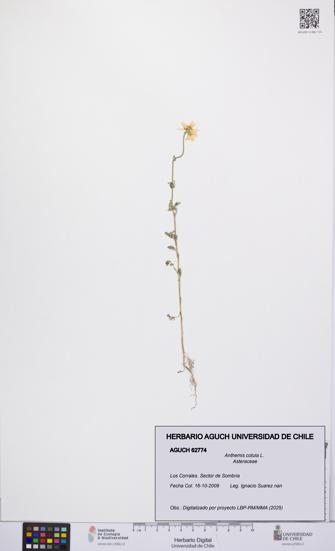 Anthemis cotula [Espécimen: UCH:AGUCH:0062774]