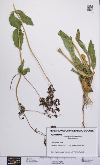 Calceolaria purpurea [Espécimen: UCH:AGUCH:0062792]