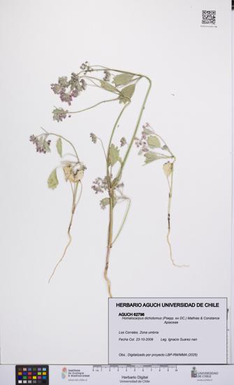 Homalocarpus dichotomus [Espécimen: UCH:AGUCH:0062798]