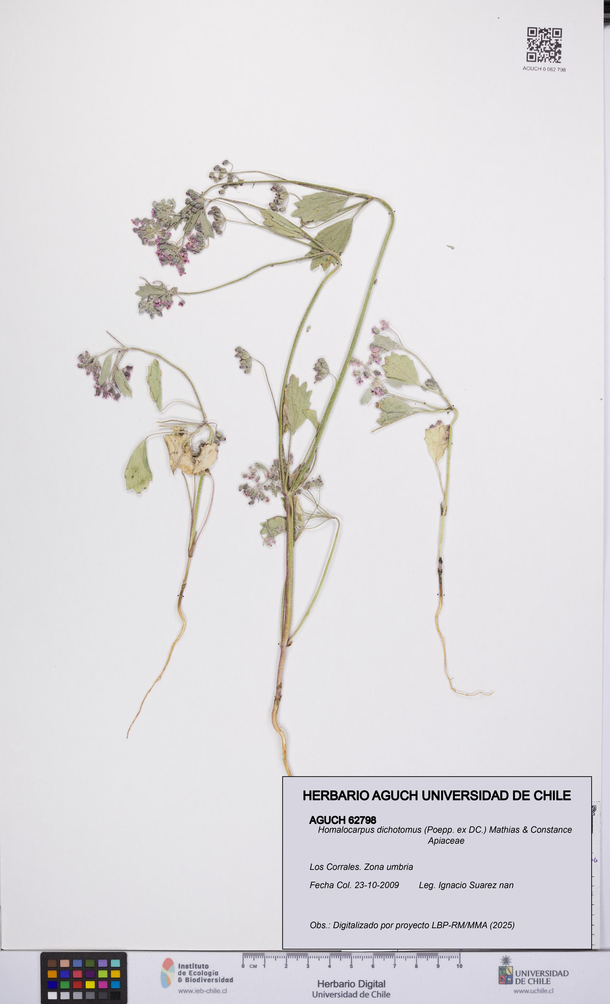 Homalocarpus dichotomus [Espécimen: UCH:AGUCH:0062798]