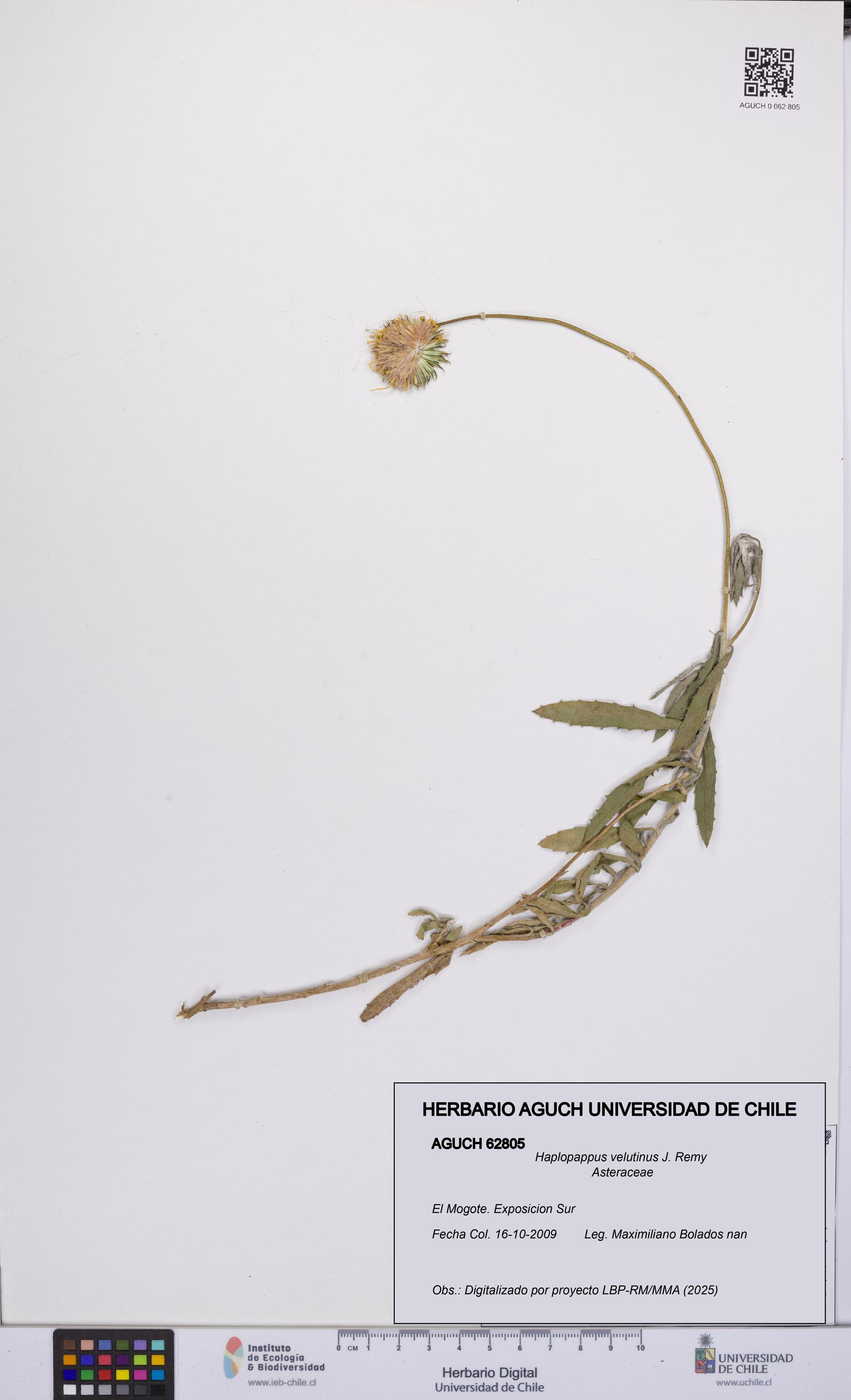 Haplopappus velutinus [Espécimen: UCH:AGUCH:0062805]