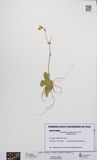 Calceolaria corymbosa [Espécimen: UCH:AGUCH:0062828]