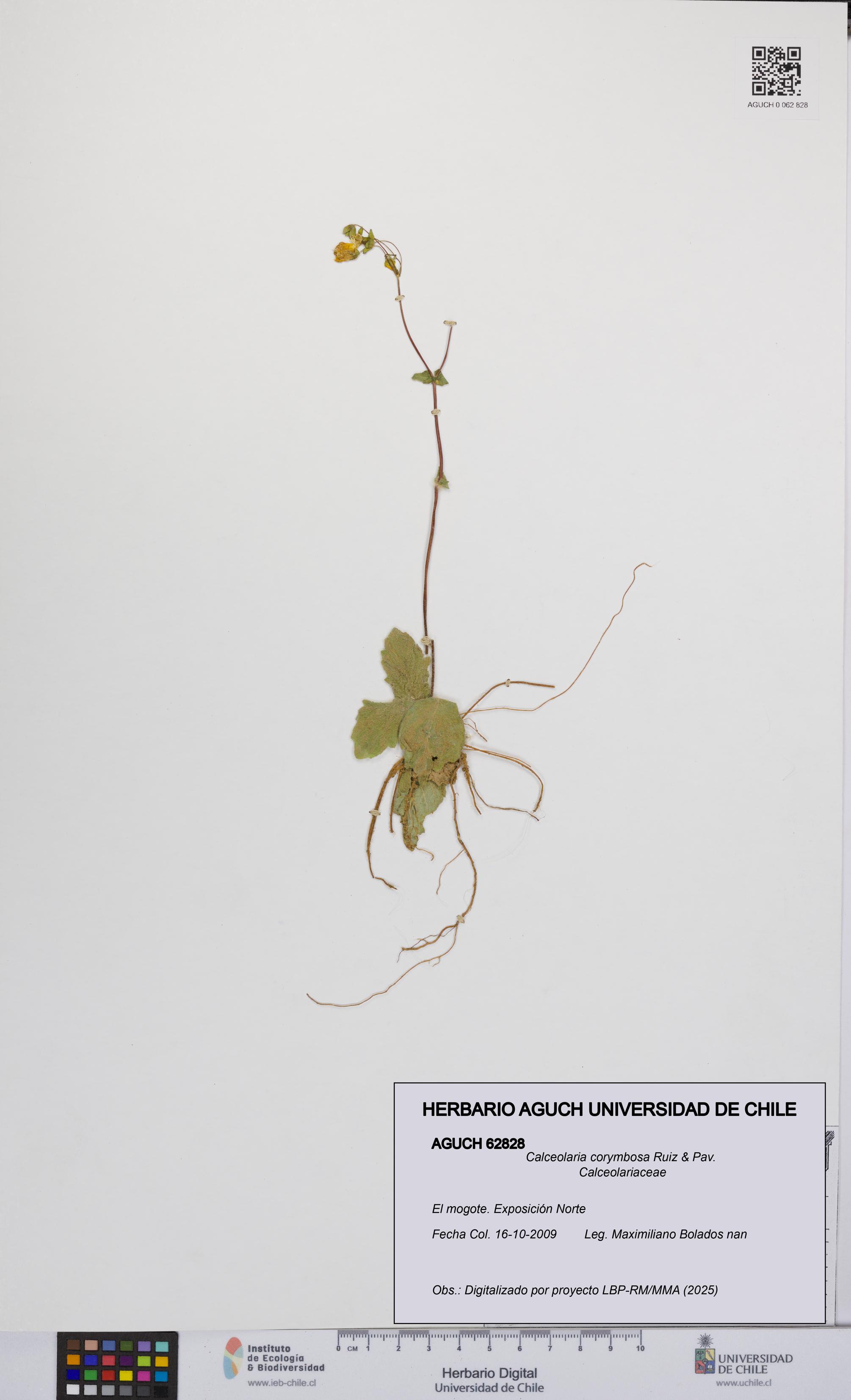 Calceolaria corymbosa [Espécimen: UCH:AGUCH:0062828]