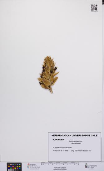 Puya coerulea [Espécimen: UCH:AGUCH:0062831]