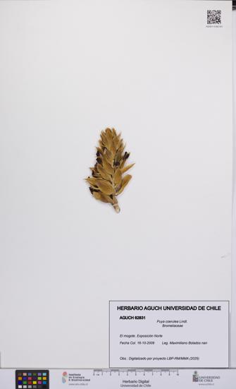 Puya coerulea [Espécimen: UCH:AGUCH:0062831]