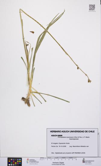 Trichopetalum plumosum [Espécimen: UCH:AGUCH:0062835]