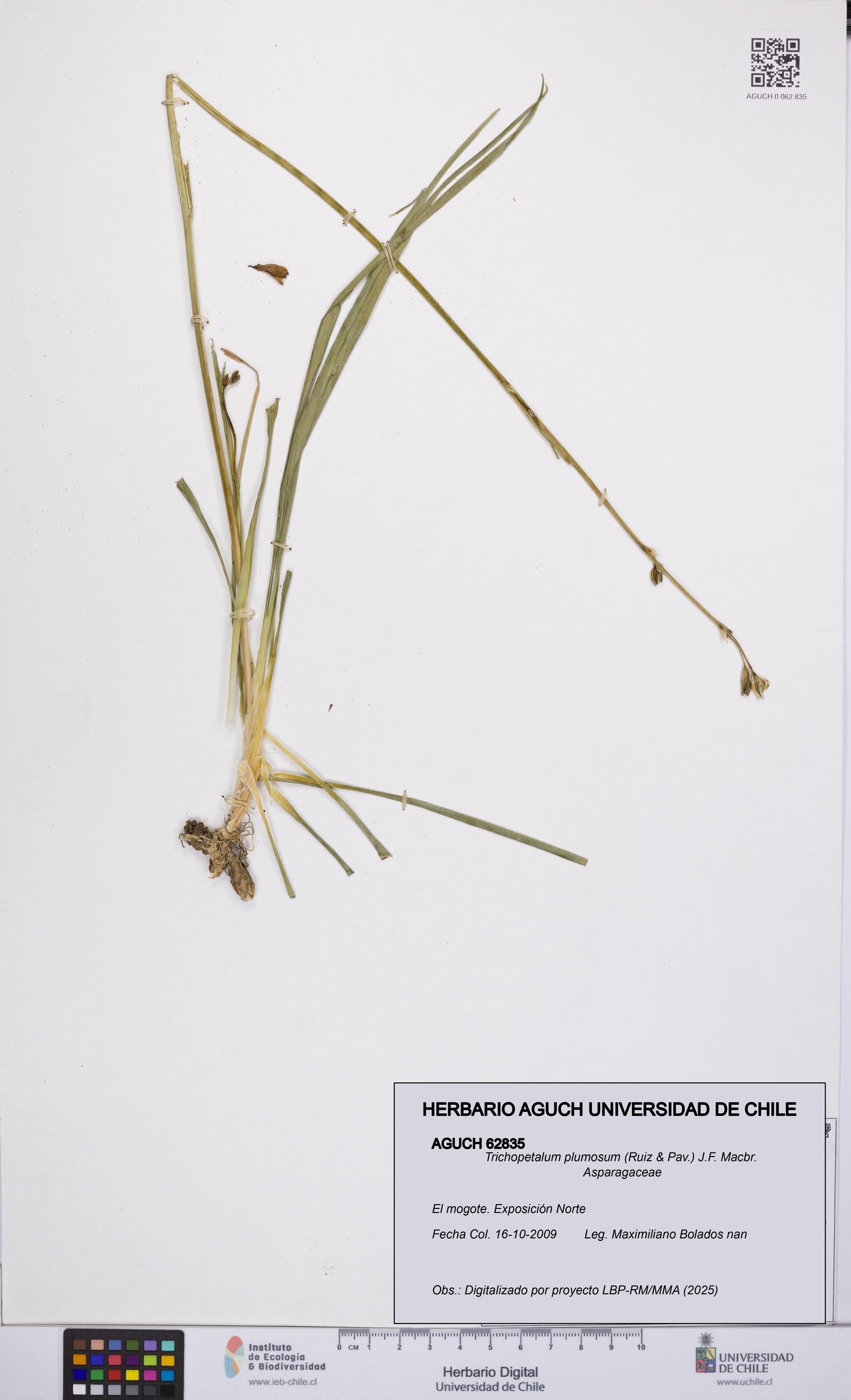 Trichopetalum plumosum [Espécimen: UCH:AGUCH:0062835]