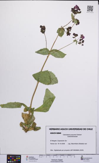 Calceolaria purpurea [Espécimen: UCH:AGUCH:0062840]