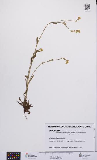 Plagiobothrys muricatus [Espécimen: ]