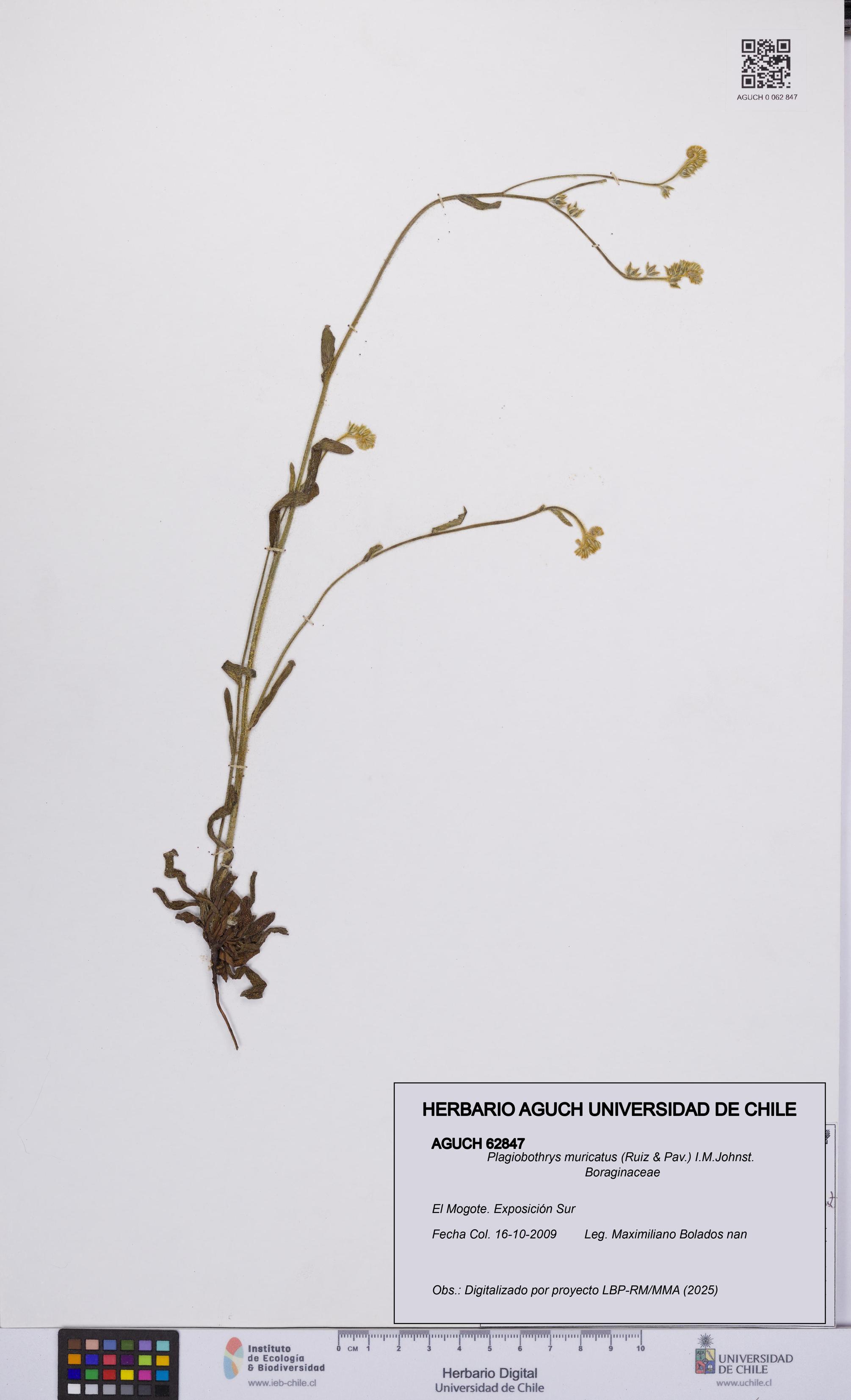 Plagiobothrys muricatus [Espécimen: ]