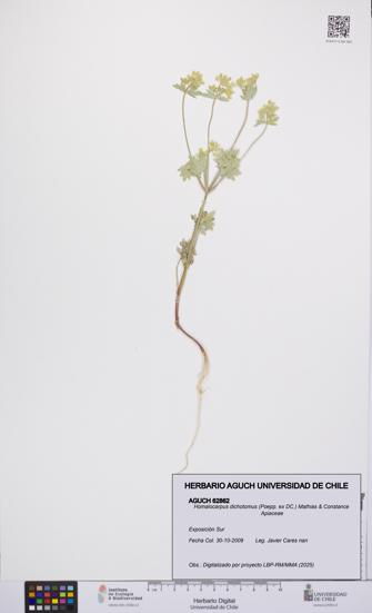 Homalocarpus dichotomus [Espécimen: UCH:AGUCH:0062862]