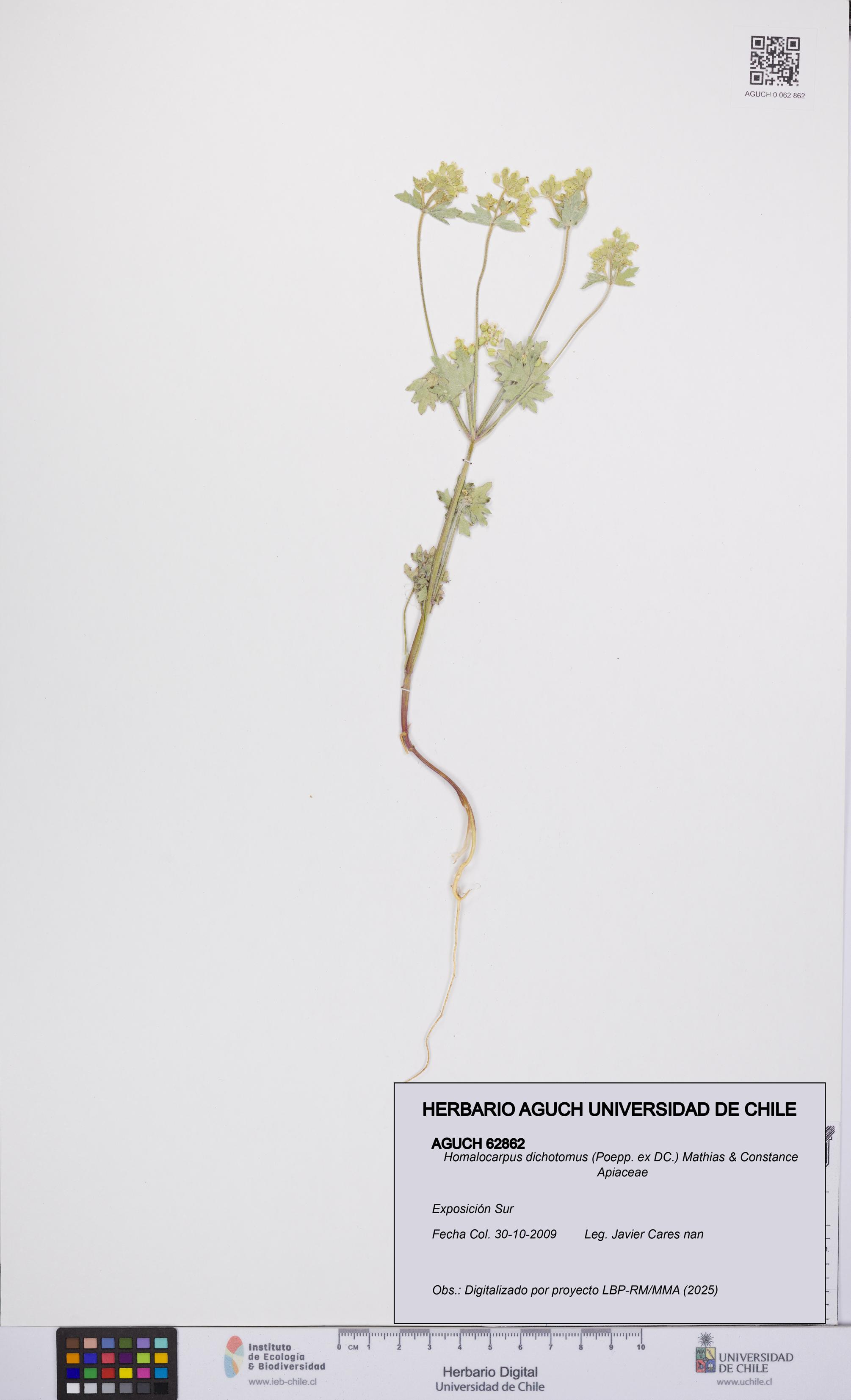 Homalocarpus dichotomus [Espécimen: UCH:AGUCH:0062862]