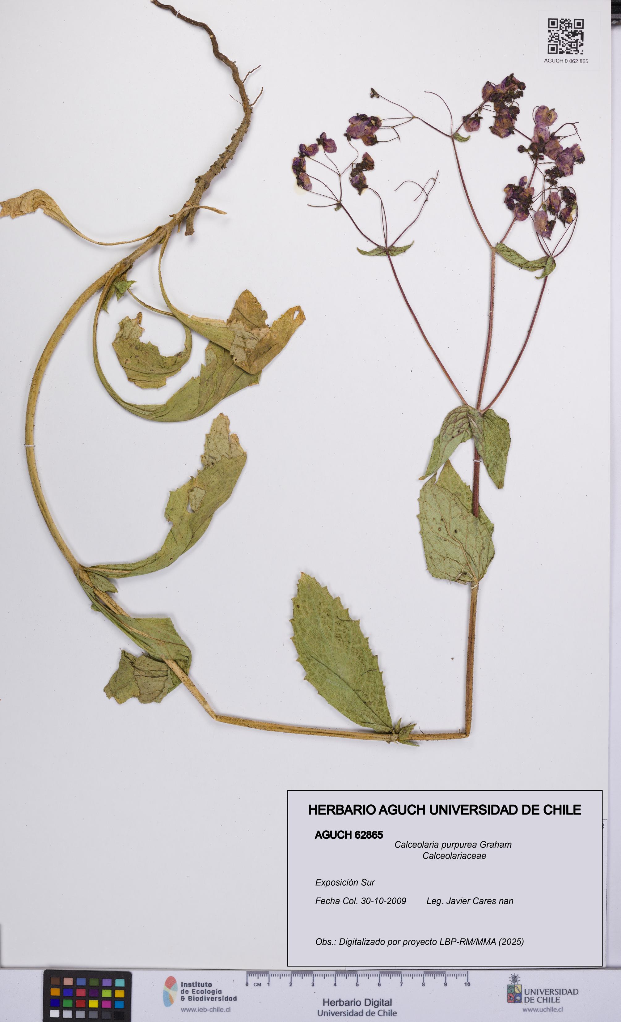 Calceolaria purpurea [Espécimen: UCH:AGUCH:0062865]