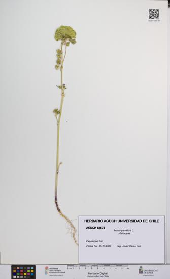 Malva parviflora [Espécimen: UCH:AGUCH:0062875]