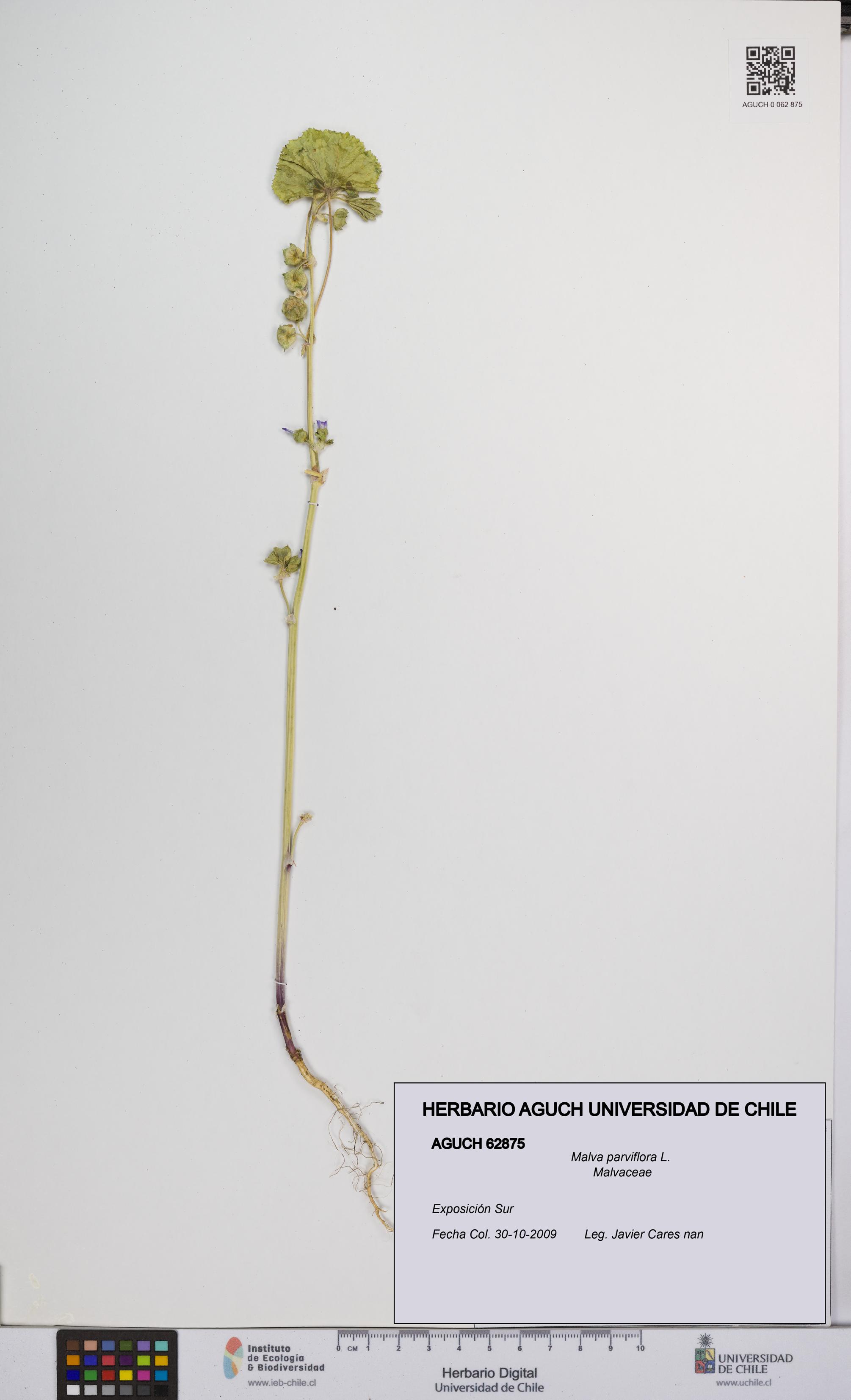 Malva parviflora [Espécimen: UCH:AGUCH:0062875]
