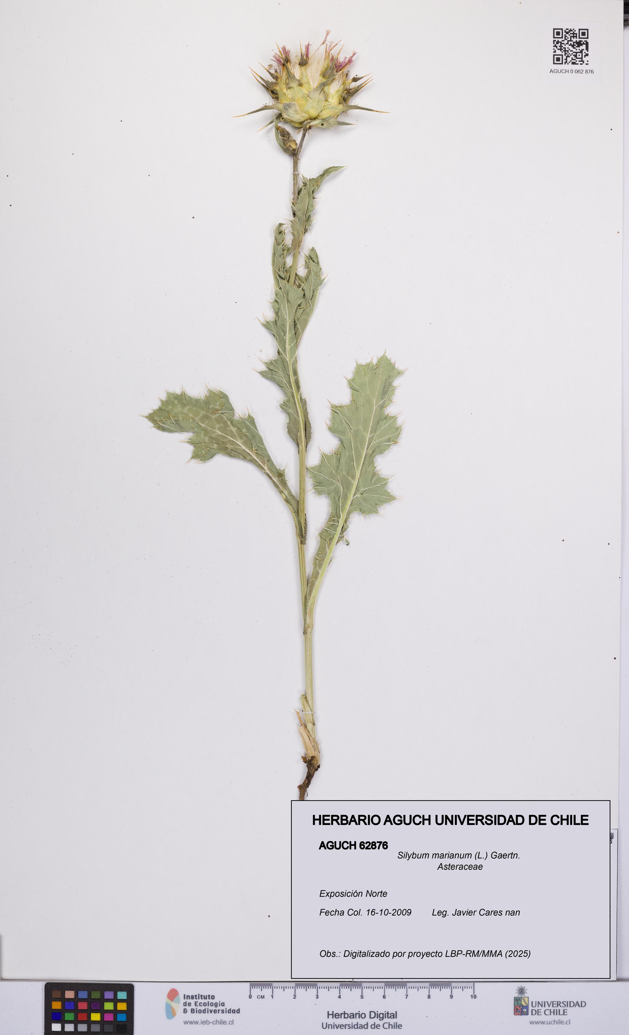 Silybum marianum [Espécimen: UCH:AGUCH:0062876]