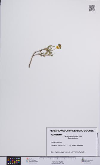 Calceolaria ascendens [Espécimen: UCH:AGUCH:0062880]