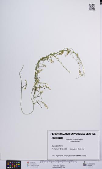 Dioscorea saxatilis [Espécimen: UCH:AGUCH:0062881]