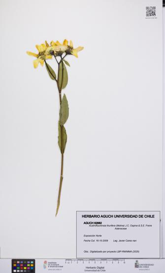 Austroflourensia thurifera [Espécimen: UCH:AGUCH:0062882]