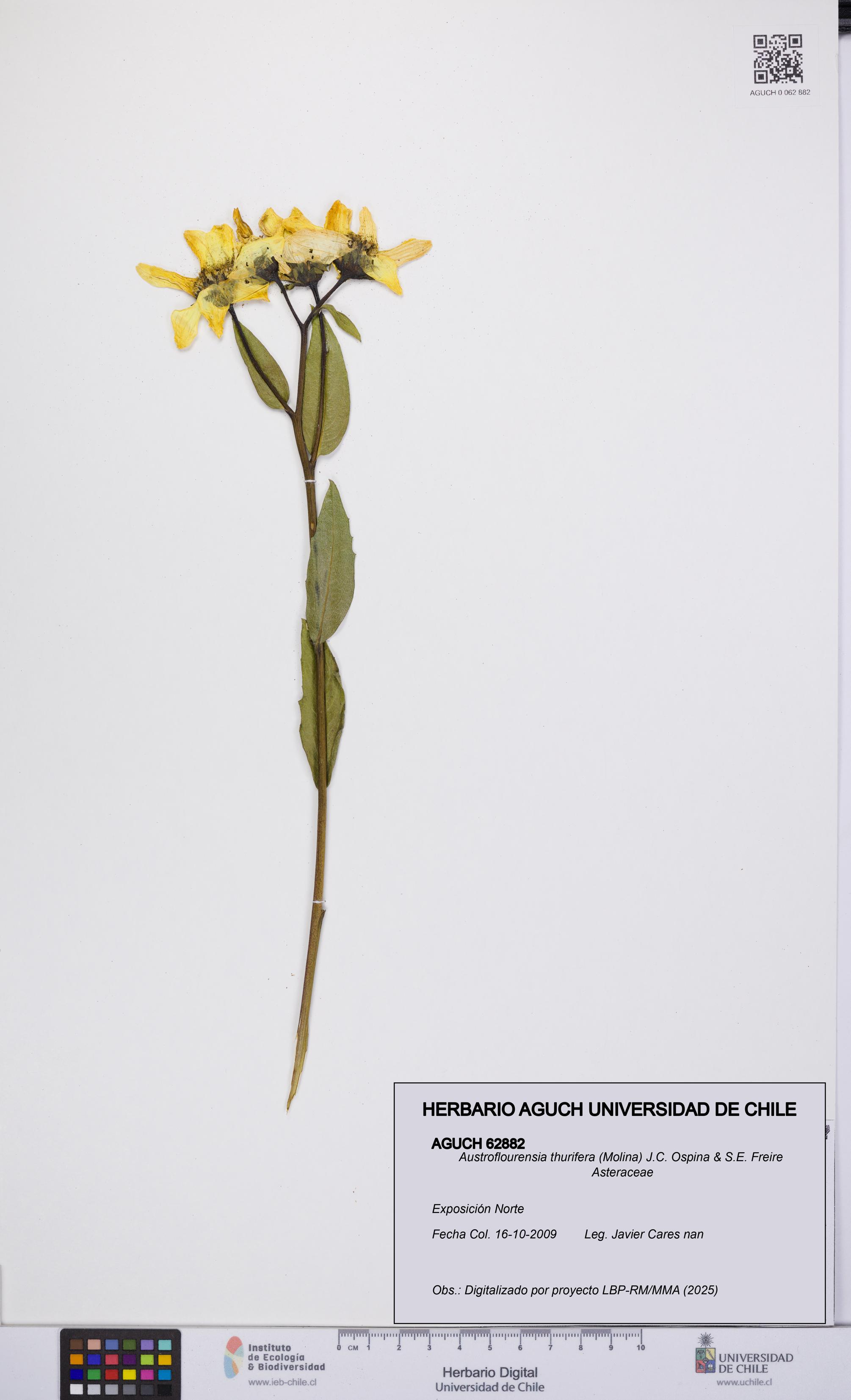 Austroflourensia thurifera [Espécimen: UCH:AGUCH:0062882]