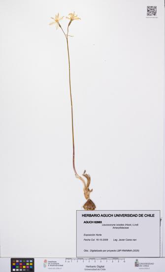 Leucocoryne ixioides [Espécimen: UCH:AGUCH:0062883]