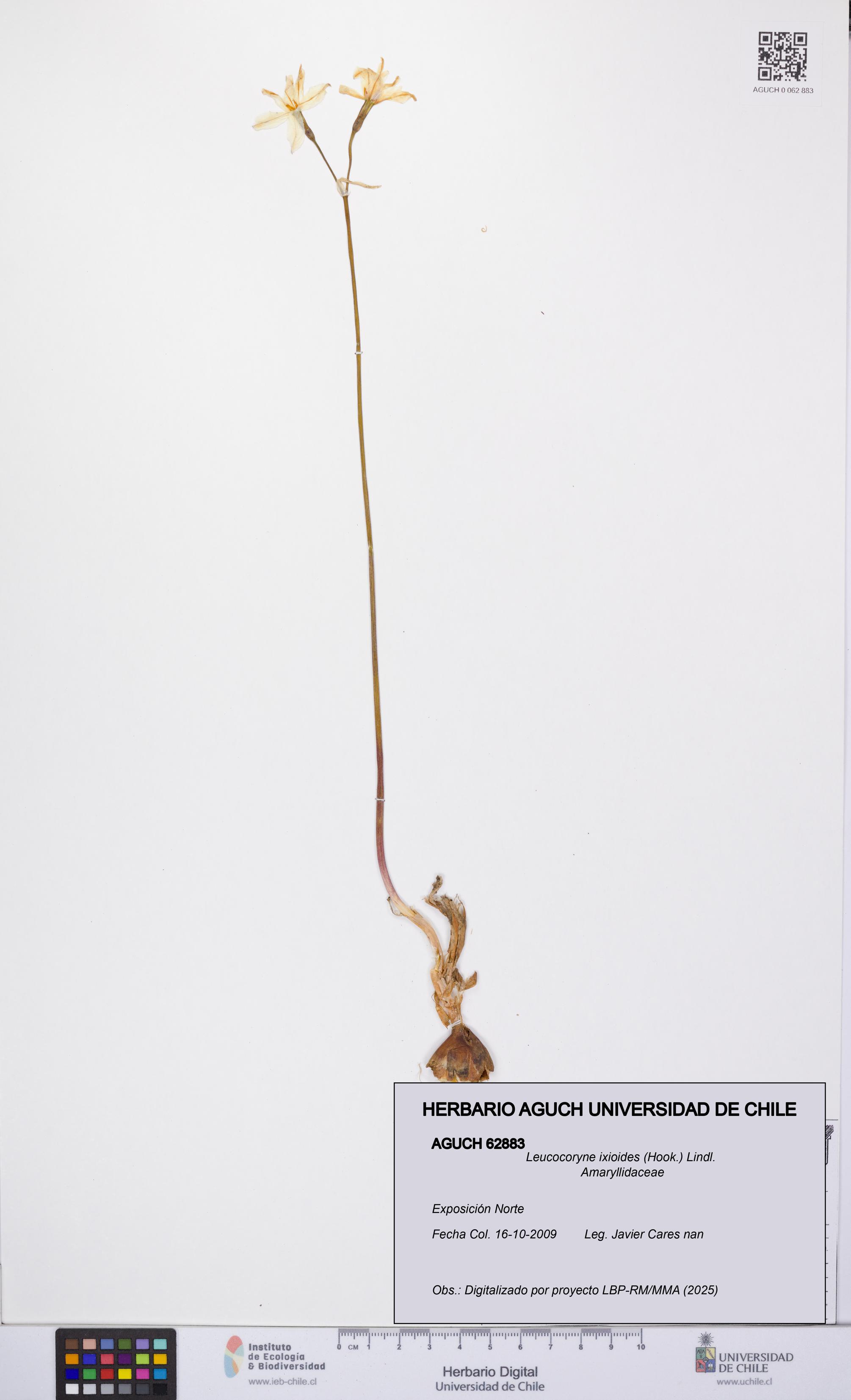 Leucocoryne ixioides [Espécimen: UCH:AGUCH:0062883]