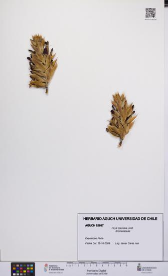 Puya coerulea [Espécimen: UCH:AGUCH:0062887]
