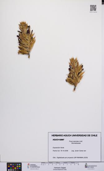 Puya coerulea [Espécimen: UCH:AGUCH:0062887]