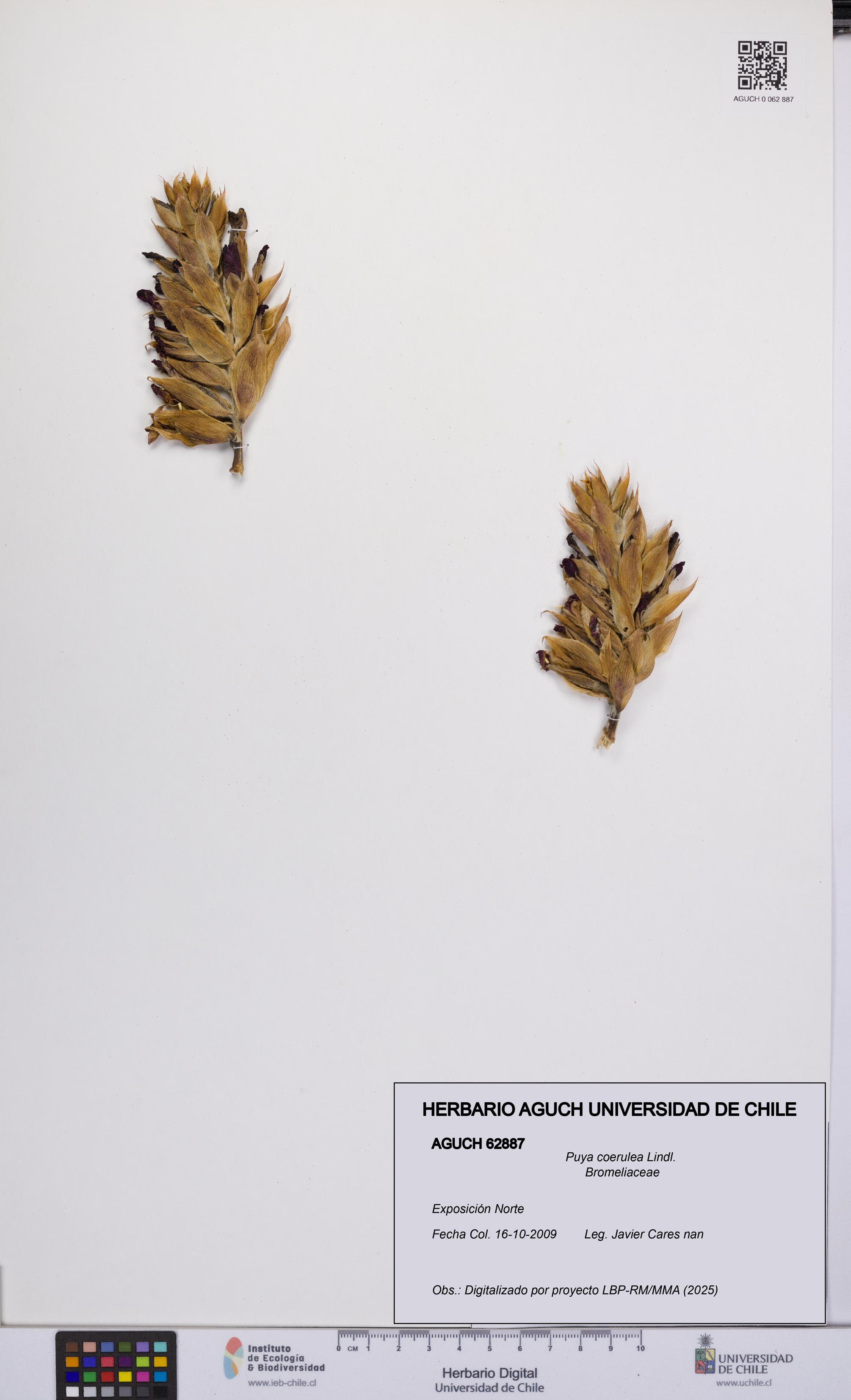 Puya coerulea [Espécimen: UCH:AGUCH:0062887]