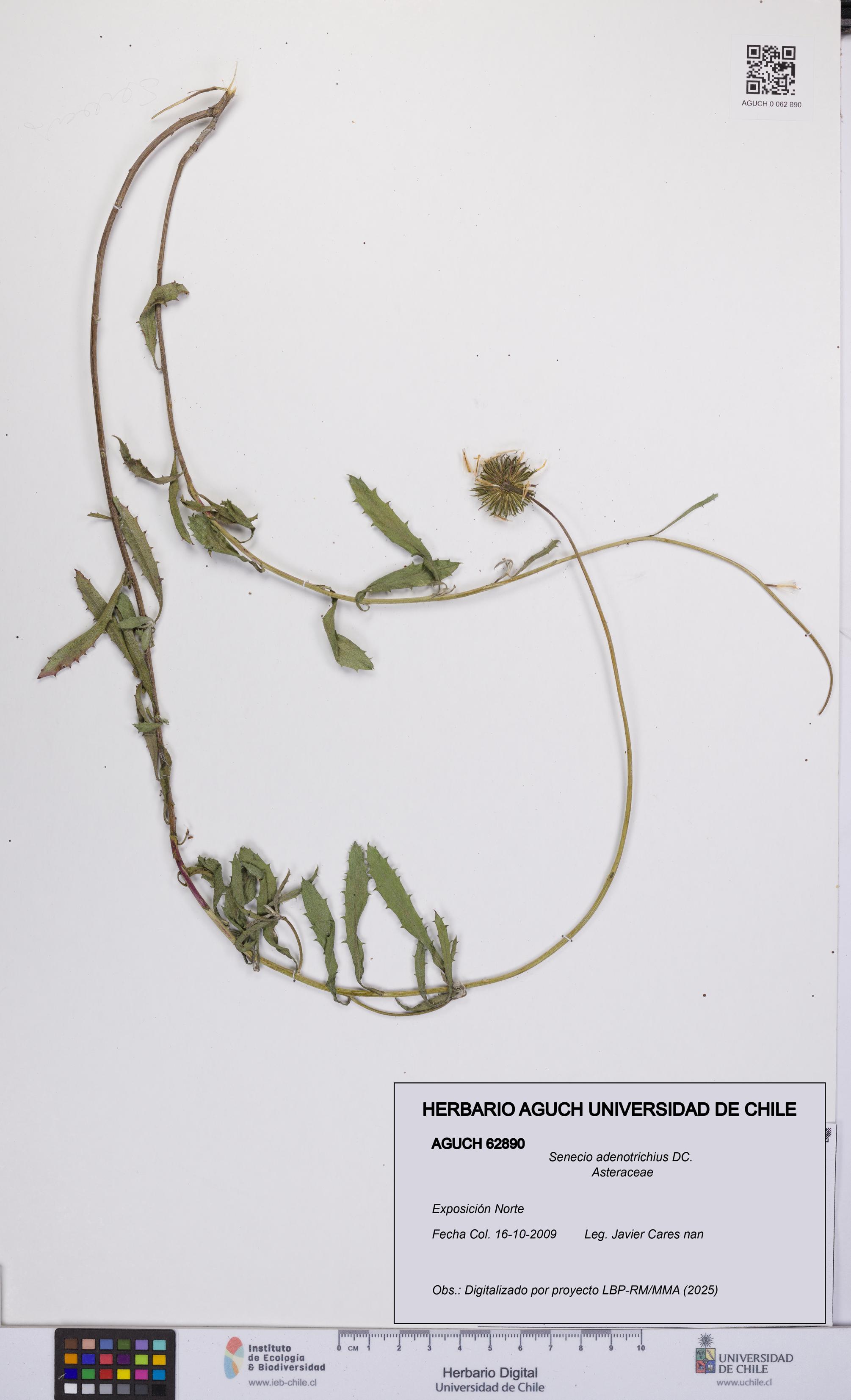 Senecio adenotrichius [Espécimen: UCH:AGUCH:0062890]