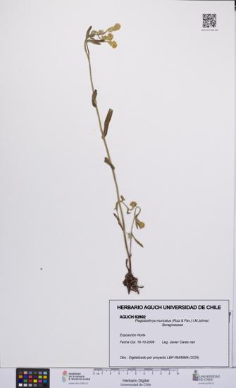 Plagiobothrys muricatus [Espécimen: ]