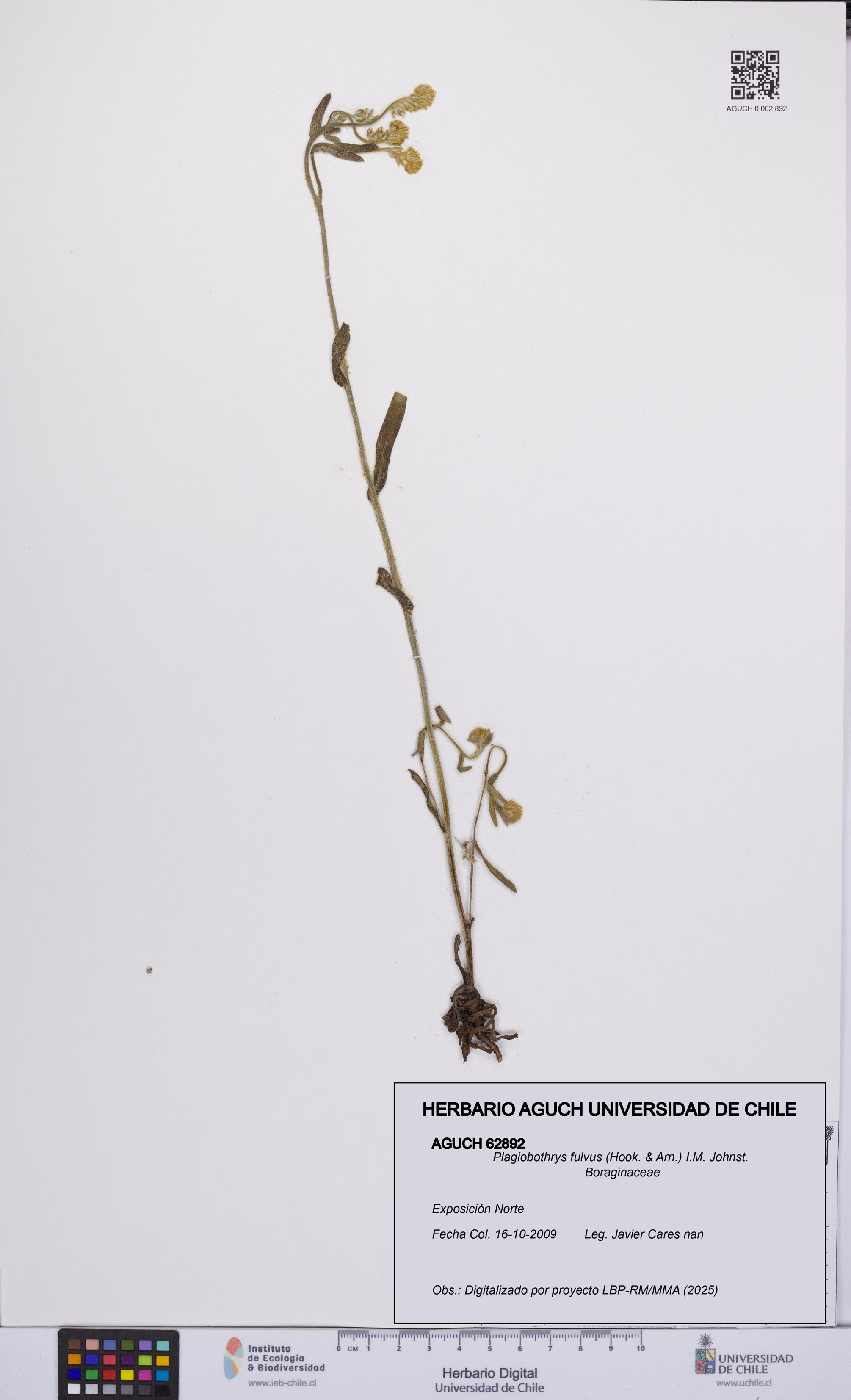 Plagiobothrys fulvus [Espécimen: UCH:AGUCH:0062892]