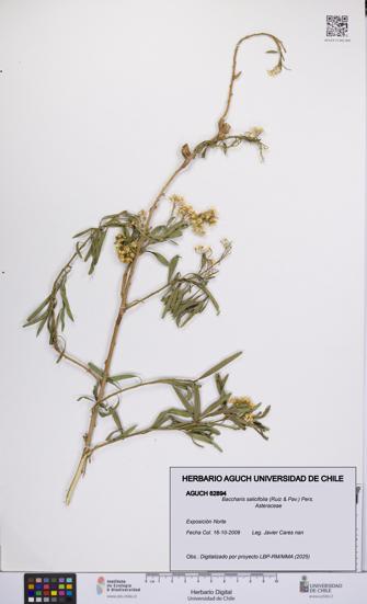 Baccharis salicifolia [Espécimen: UCH:AGUCH:0062894]
