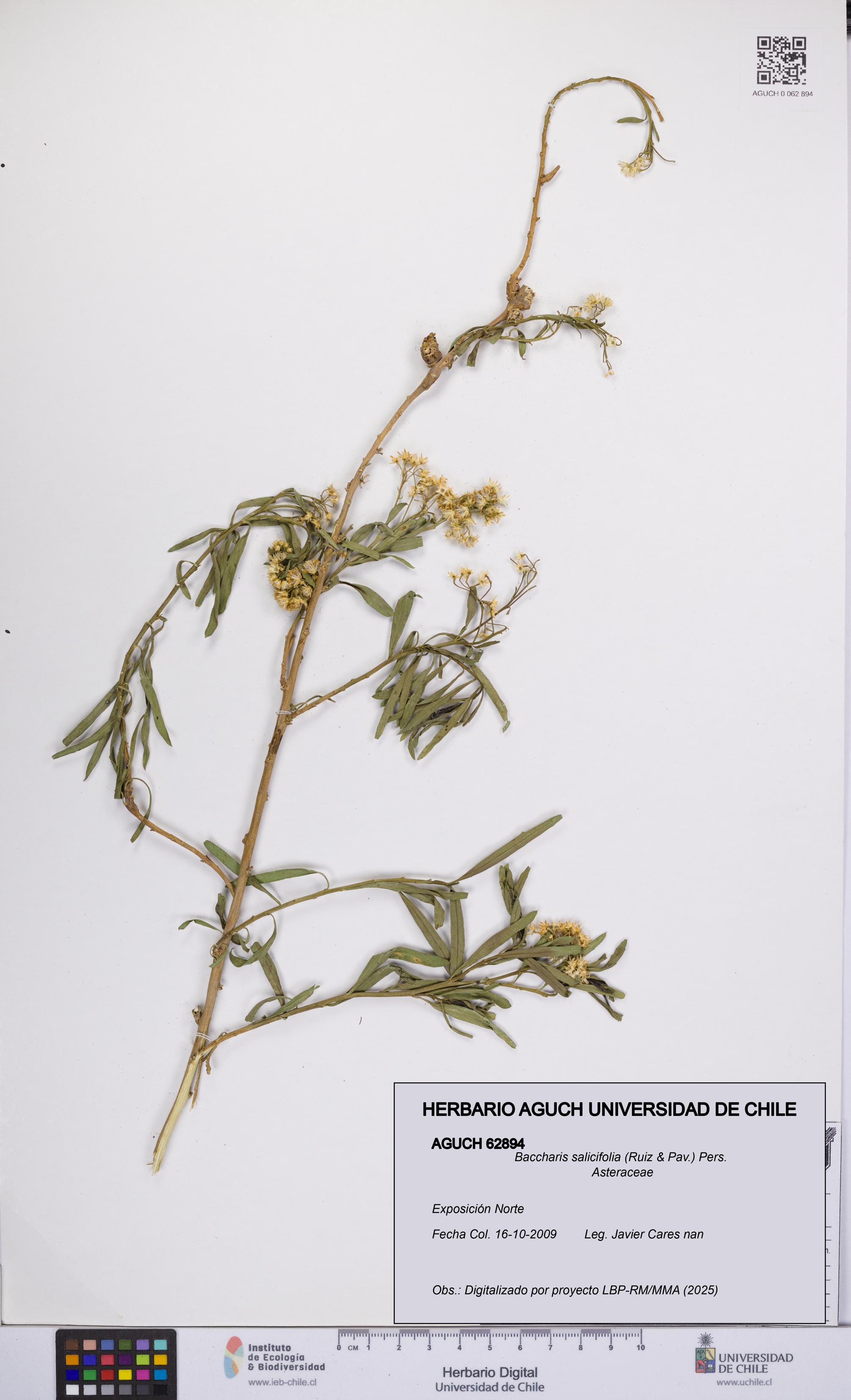 Baccharis salicifolia [Espécimen: UCH:AGUCH:0062894]
